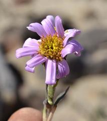 Mairia coriacea