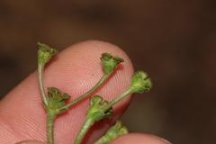 Euphorbia ecklonii