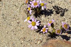 Mairia coriacea