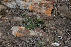 Euphorbia ecklonii