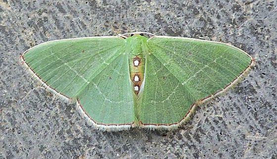 Nemoria zelotes