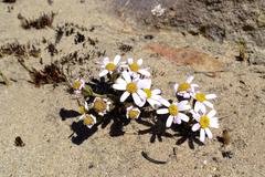 Mairia coriacea