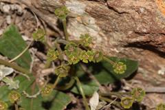 Euphorbia ecklonii