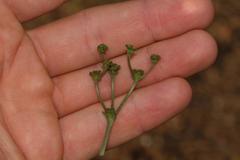 Euphorbia ecklonii