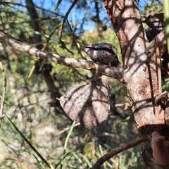 Hakea gibbosa