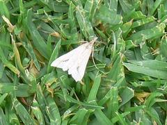 Diasemia monostigma