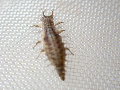 Mallada tripunctatus