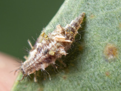 Mallada tripunctatus