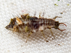 Mallada tripunctatus