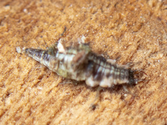 Mallada tripunctatus