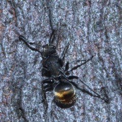 Polyrhachis vermiculosa