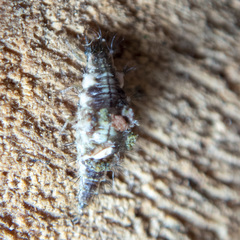 Mallada tripunctatus