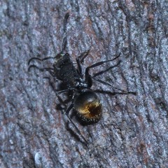 Polyrhachis vermiculosa
