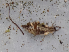 Mallada tripunctatus