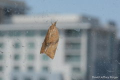 Argyrotaenia franciscana