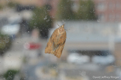 Argyrotaenia franciscana