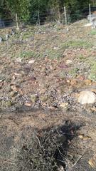 Drosanthemum parvifolium