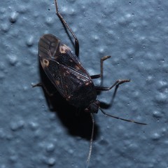 Neolethaeus