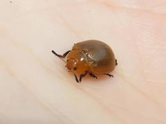 Plagiosterna nigritarsis