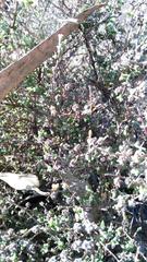 Drosanthemum parvifolium