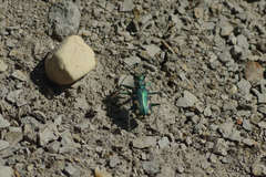 Cicindela decemnotata