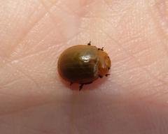 Plagiosterna nigritarsis