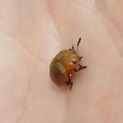 Plagiosterna nigritarsis