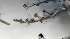 Drosanthemum parvifolium