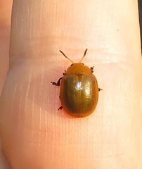 Plagiosterna nigritarsis