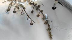 Drosanthemum parvifolium