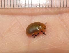 Plagiosterna nigritarsis