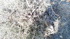 Drosanthemum parvifolium