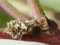 Mallada tripunctatus