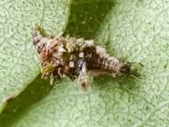 Mallada tripunctatus