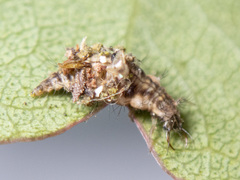 Mallada tripunctatus