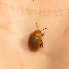 Plagiosterna nigritarsis