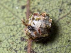 Mallada tripunctatus