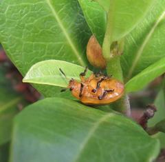Plagiosterna nigritarsis