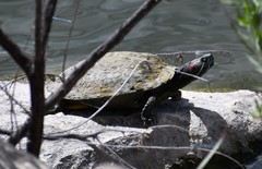 Trachemys scripta elegans
