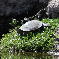 Trachemys scripta elegans