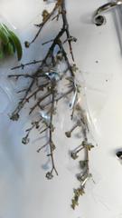 Drosanthemum parvifolium