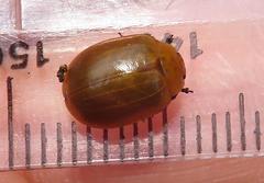 Plagiosterna nigritarsis