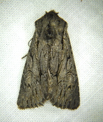 Fishia yosemitae