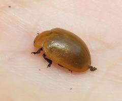 Plagiosterna nigritarsis