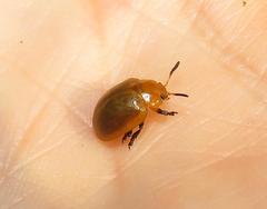 Plagiosterna nigritarsis