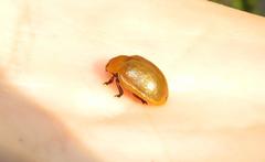 Plagiosterna nigritarsis