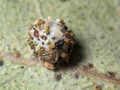 Mallada tripunctatus