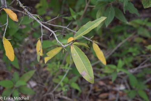 Graceful ouratea (Ouratea guildingii)