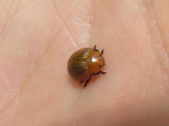 Plagiosterna nigritarsis