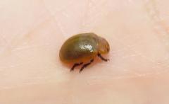 Plagiosterna nigritarsis